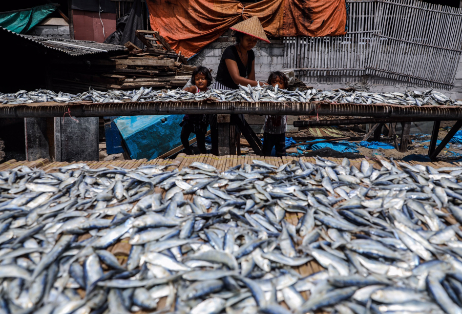 Pengolahan Ikan Asin di Kampung Nelayan Muara Angke