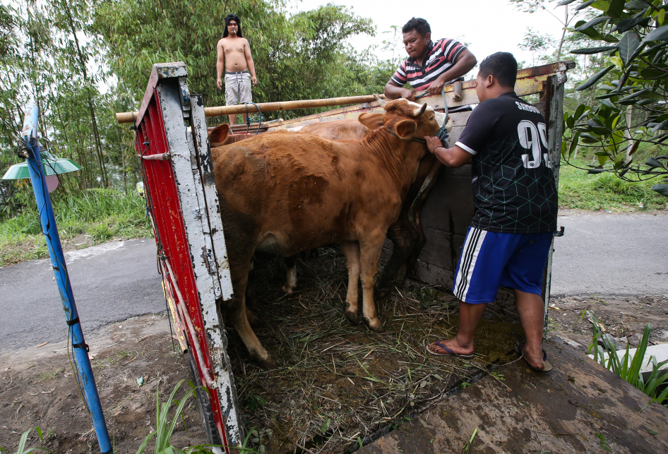 Evakuasi Ternak di Cangkringan