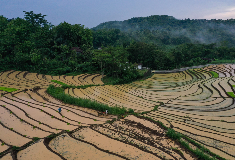 Lanskap Sawah Terasering di Kulon Progo