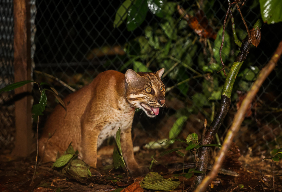 BBKSDA JAWA BARAT MELEPASLIARKAN 2 KUCING EMAS DI KAWASAN TNBBS