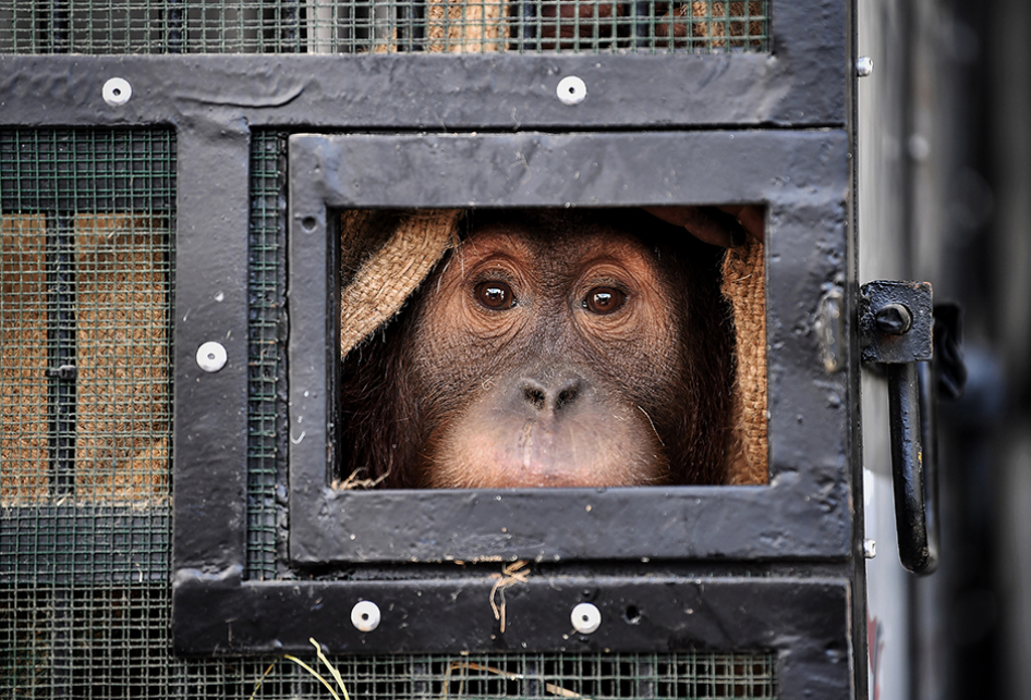 Thailand Kembalikan Orangutan Selundupan ke Indonesia
