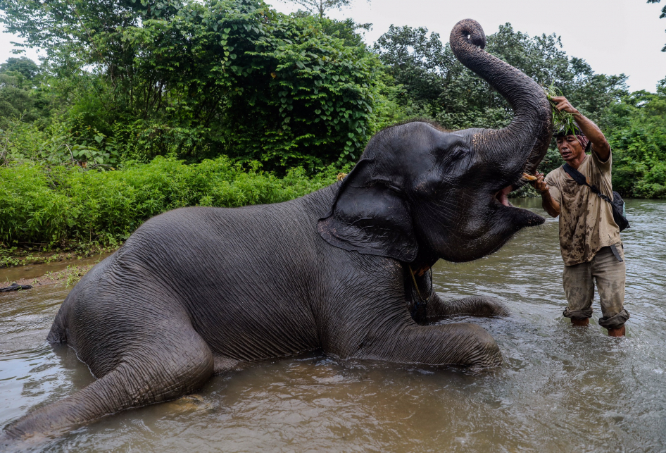 Gajah di Resort Pemerihan, Taman Nasional Bukit Barisan Selatan