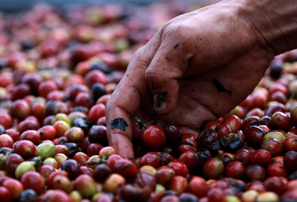 EKSISTENSI PETANI KOPI ARABIKA GAYO DI TENGAH PANDEMI