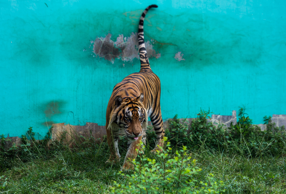 Harimau Sumatra Tino dan Hari di Ragunan Tertular Covid-19