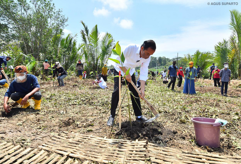 Jokowi Tanam Mangrove dan Lepas Tukik di Cilacap