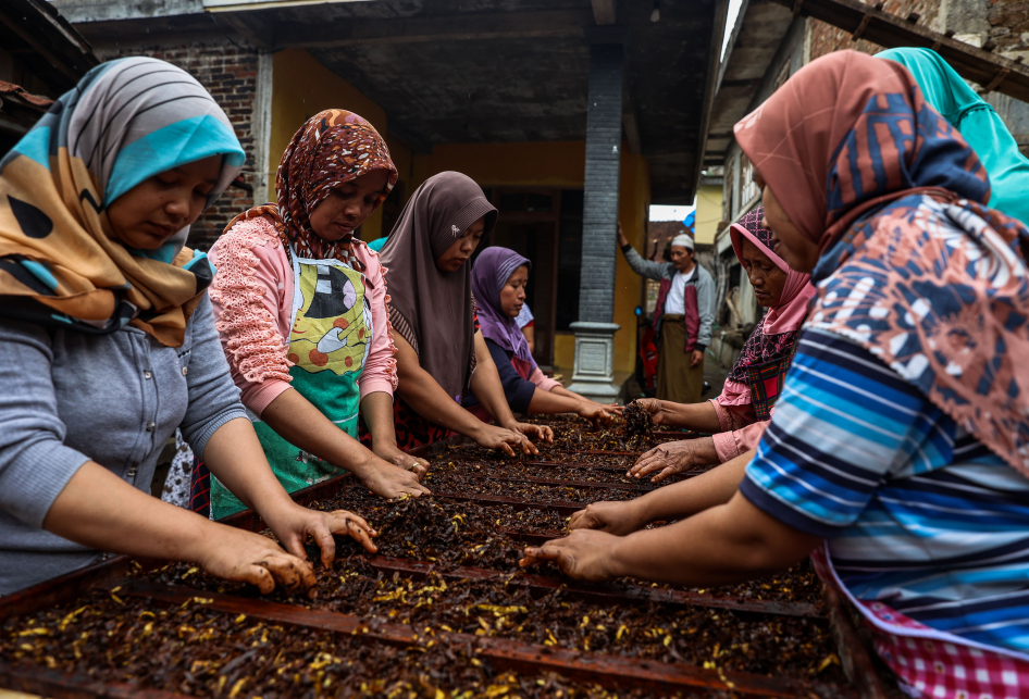 Panen Raya Tembakau di Temanggung Jawa Tengah