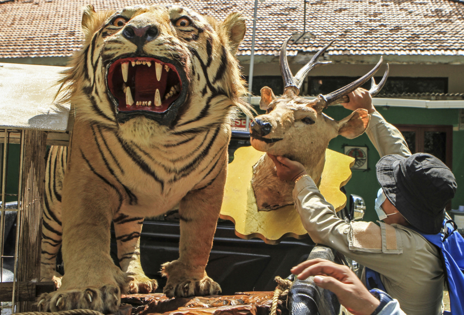 BKSDA Sumsel Sita Offsite Harimau hingga Beruang Madu dari Warga
