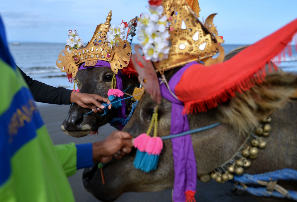 Tradisi Makepung di Bali