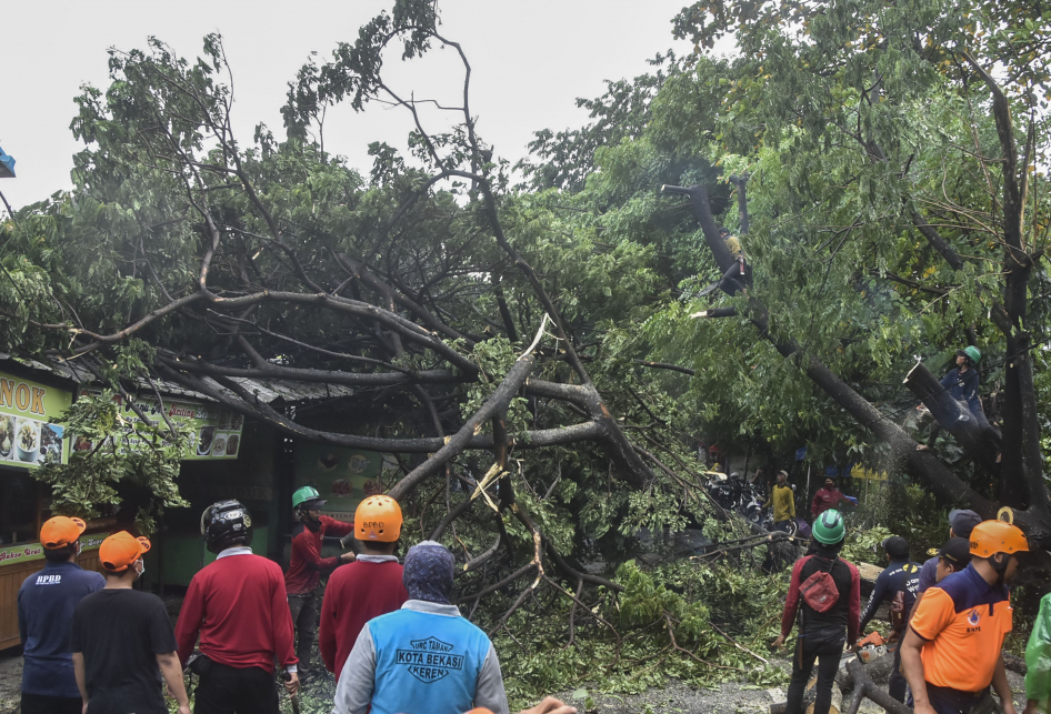 Pohon Tumbang di Bekasi Akibat Hujan dan Angin Kencang