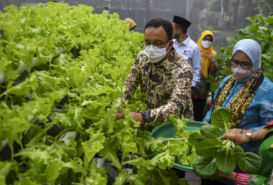 Anies Hadiri Panen Raya Sayur