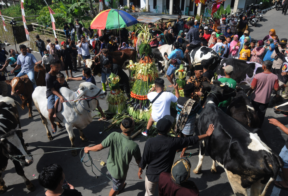 Tradisi Lebaran Sapi