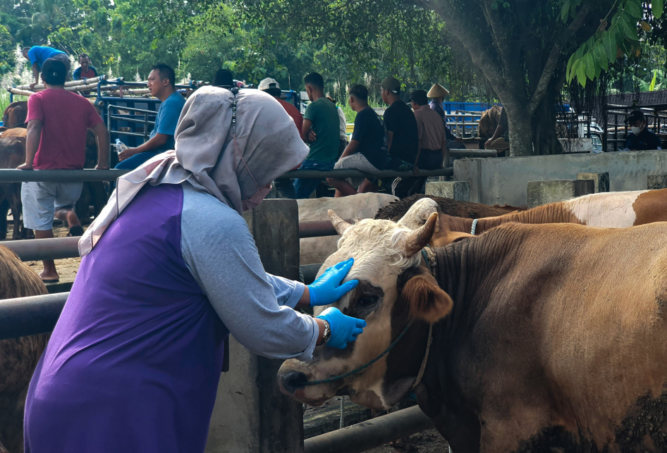 Pemeriksaan Ternak di Pasar Hewan Siyono Harjo