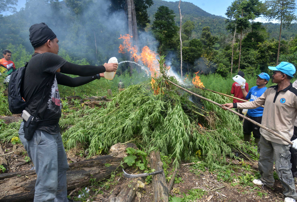 Pemusnahan Ladang Ganja di Pegunungan Seulawah