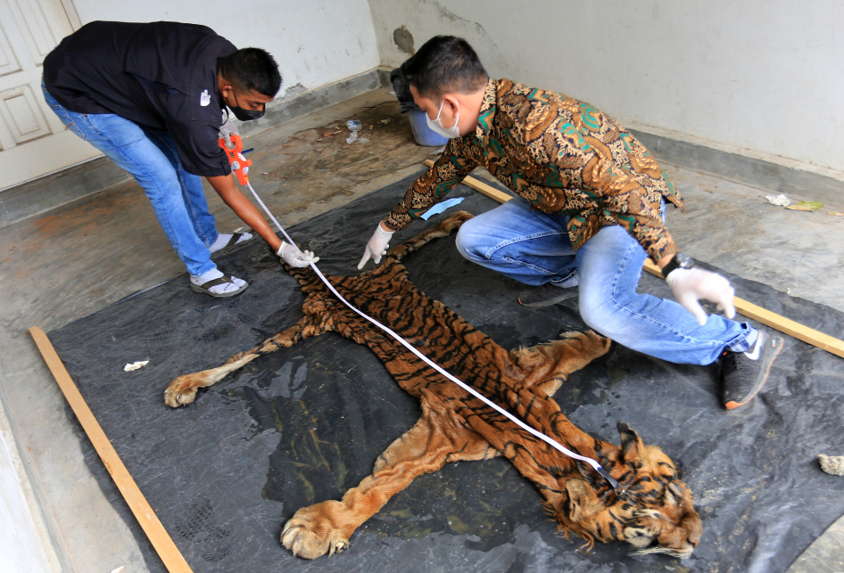 Ditangkap Dalam Perdagangan Kulit Harimau Mantan Bupati Bener Meriah Dikenai Wajib Lapor