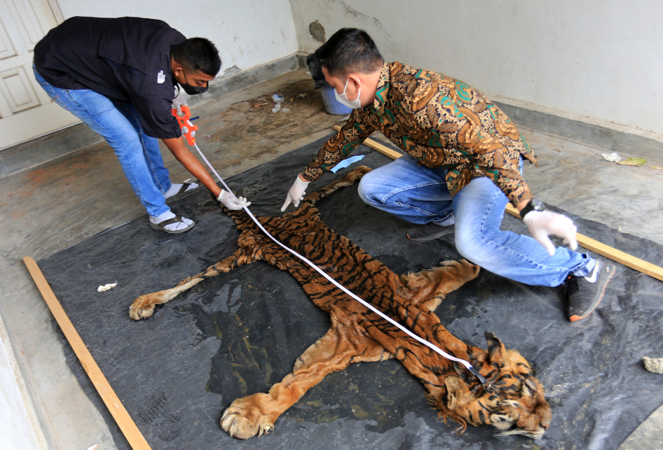 Pengukuran Barang Bukti Kulit Harimau