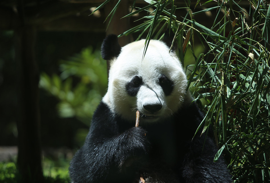 Sepasang Giant Panda di Taman Safari Indonesia