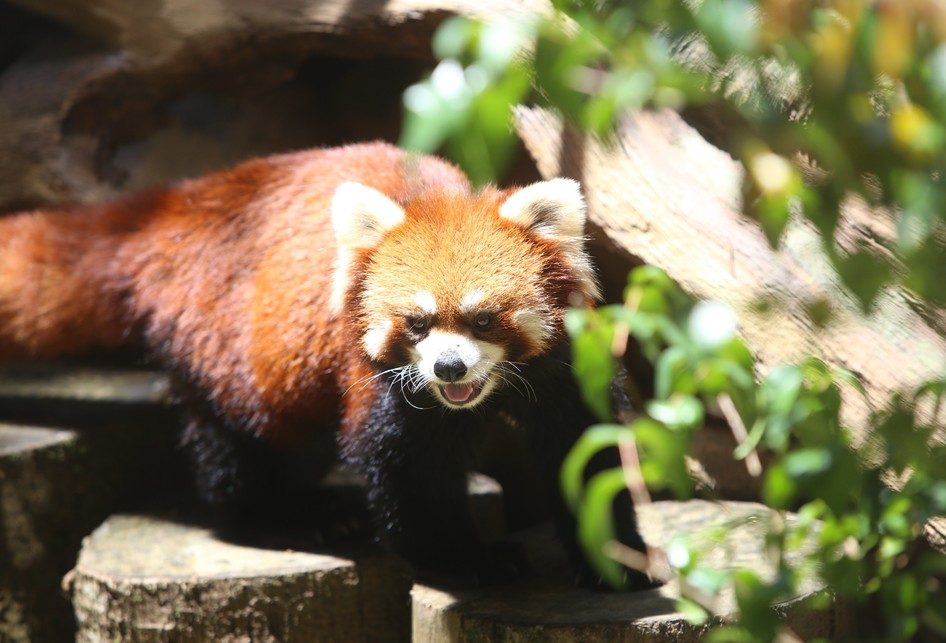 Panda Merah di Taman Safari