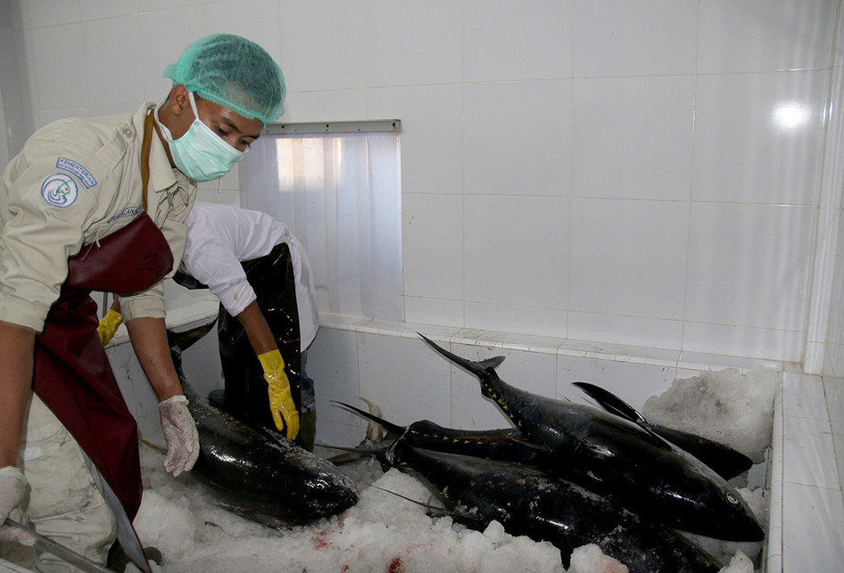 Ikan Tuna Aceh Diekspor ke Jepang