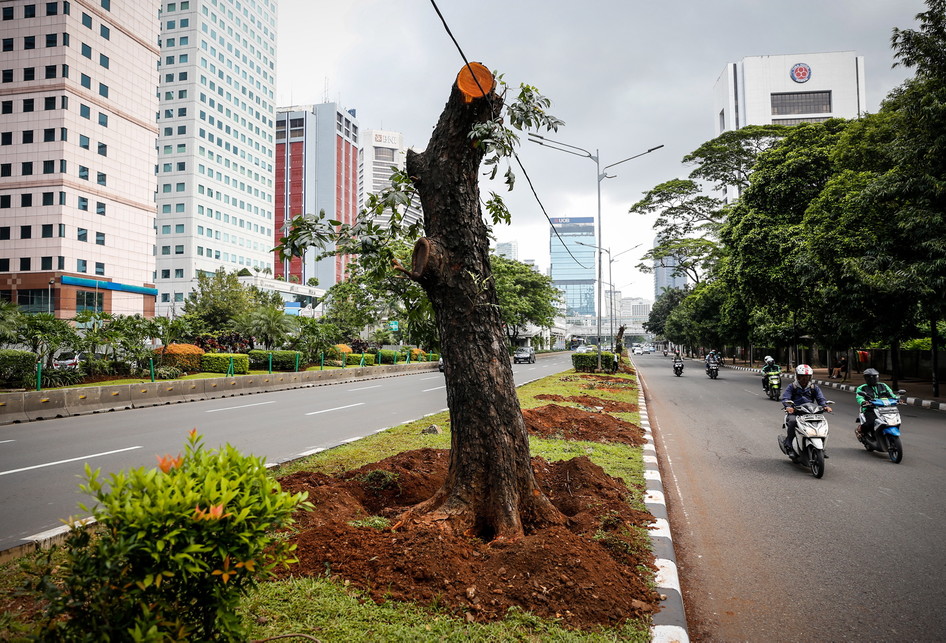 Pohon-pohon dari Sudirman-Thamrin ditebang