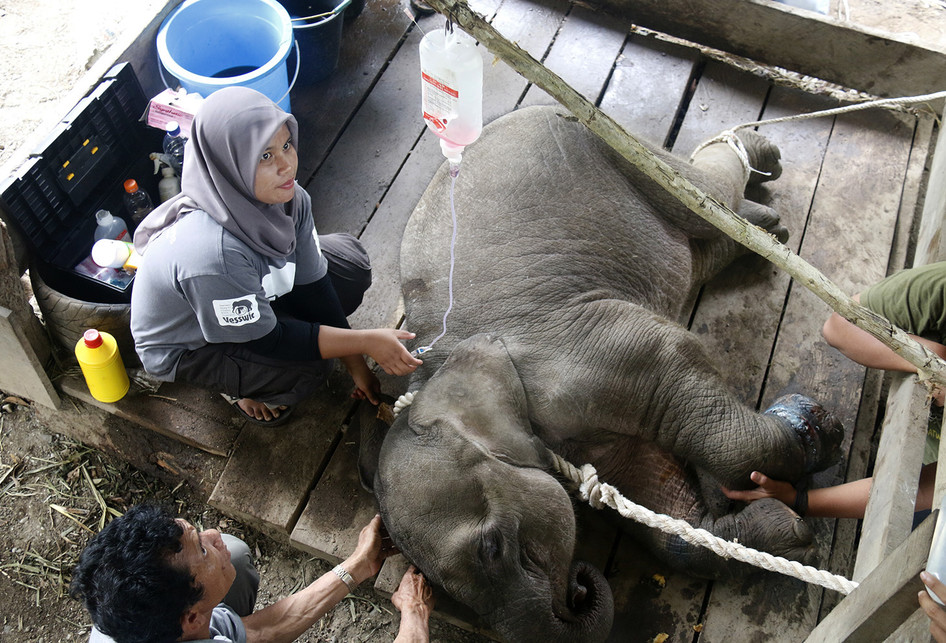 Bayi Gajah Terjerat di Aceh