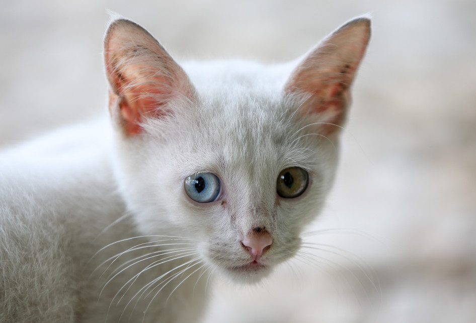 Gambar Kucing Mata Biru - Gambar Putih