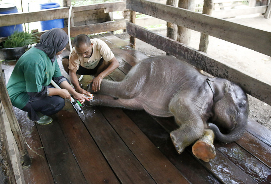 Melihat Perawatan Bayi Gajah yang Terkena Jeratan