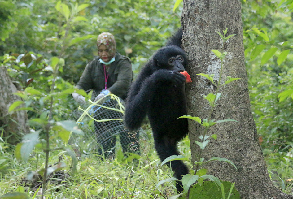 BKSDA Aceh Lepas Liarkan Kembali Siamang dan Kukang