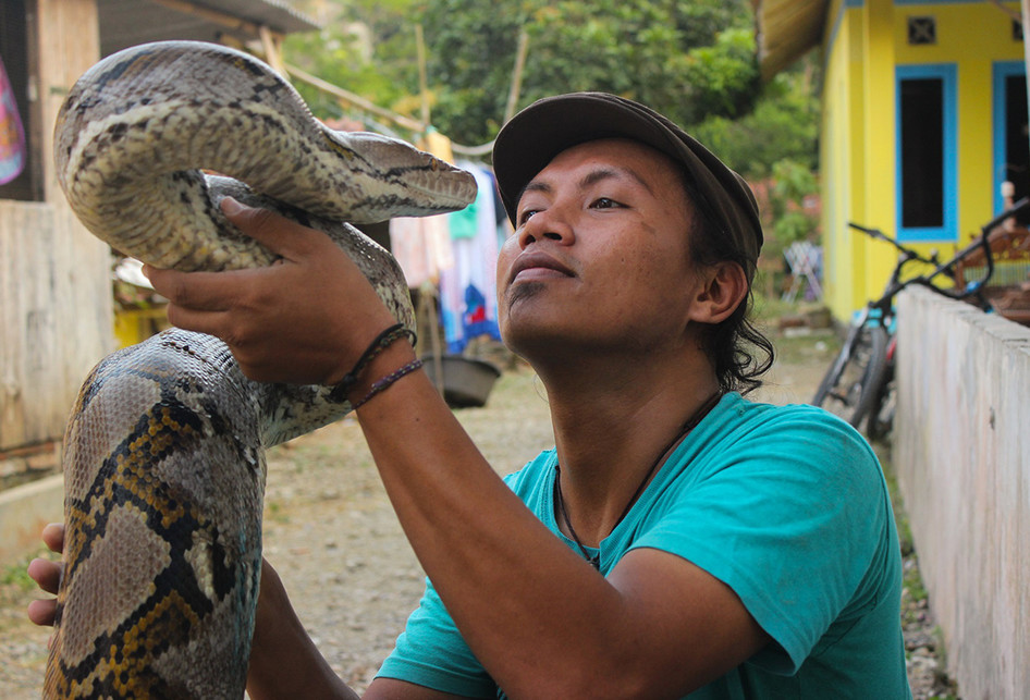 Munding Aji, Pemuda Asal Kebumen Pemilik 10 Ular Piton