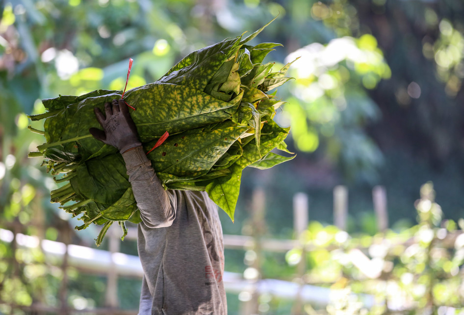 Petani Tembakau Kabupaten Garut