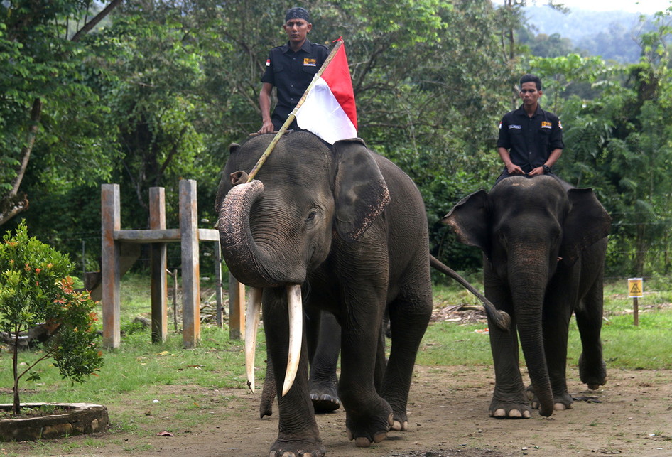 Gajah Kibarkan Bendera HUT Ke 73 RI
