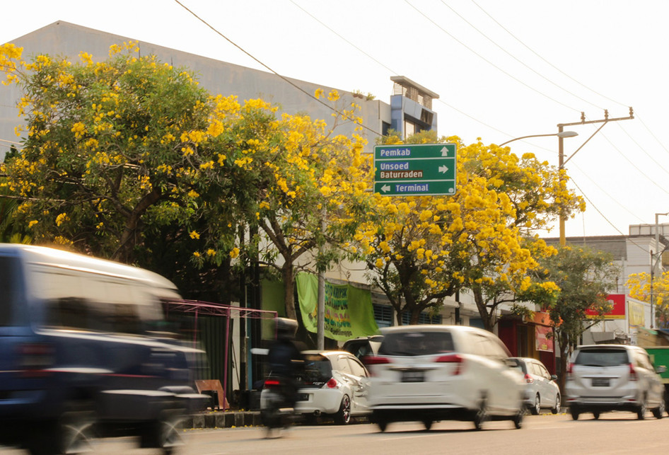 Tabebuya Bermekaran di Purwokerto