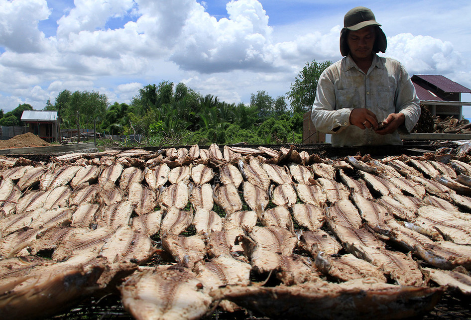 Pengolahan Ikan Kayu di Aceh