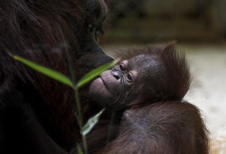 Java, Bayi Orangutan Kalimantan yang Baru Lahir di Paris