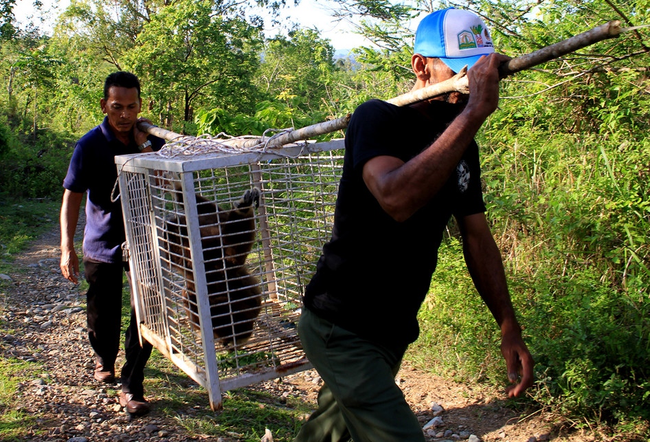 BKSDA Lepaskan Satwa Sitaan Ke Hutan Habitatnya
