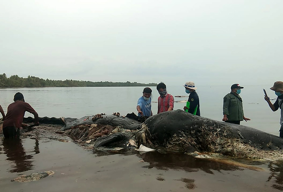 Sampah Plastik 5,9 Kg Ditemukan dalam Perut Paus di Wakatobi