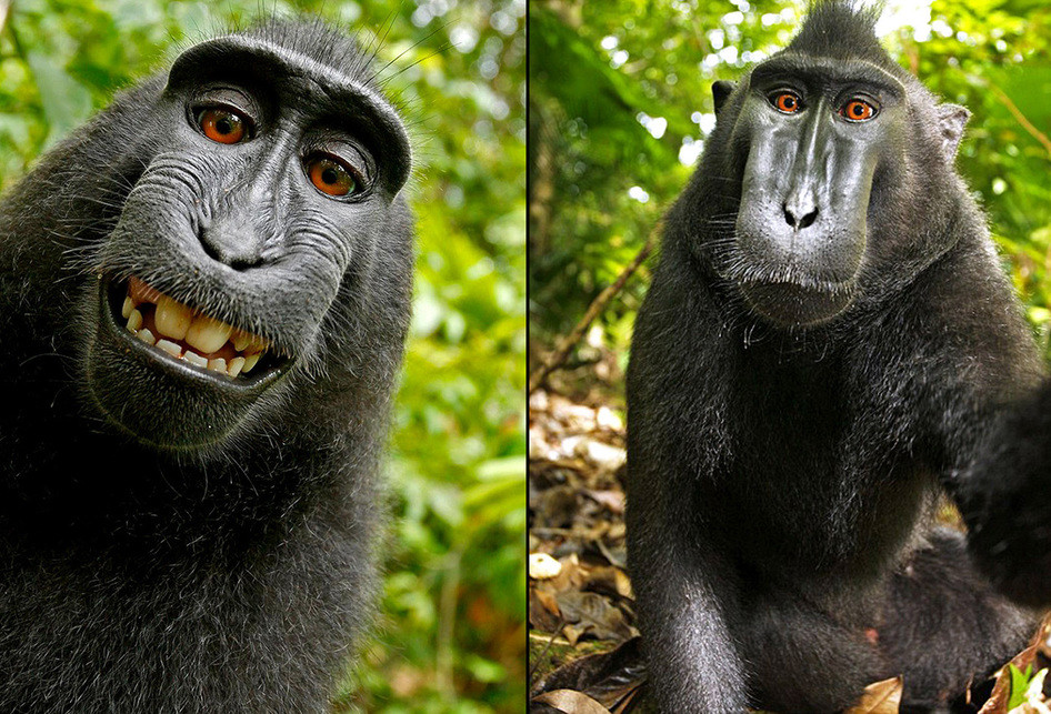 Populasi Monyet "Selfie" Ini Terancam Punah karena Jadi Santapan